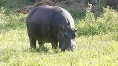 Un hipop&oacute;tamo en una imagen de archivo. 