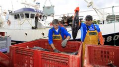 Barcos franceses de arrastre pelgico descargando en el puerto de Celeiro