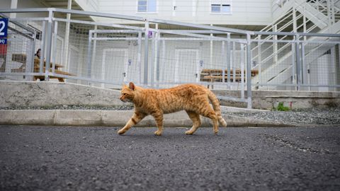Un gato en una imagen de archivo.