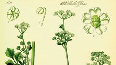 Ilustraci�n antigua sobre la flor del apio.