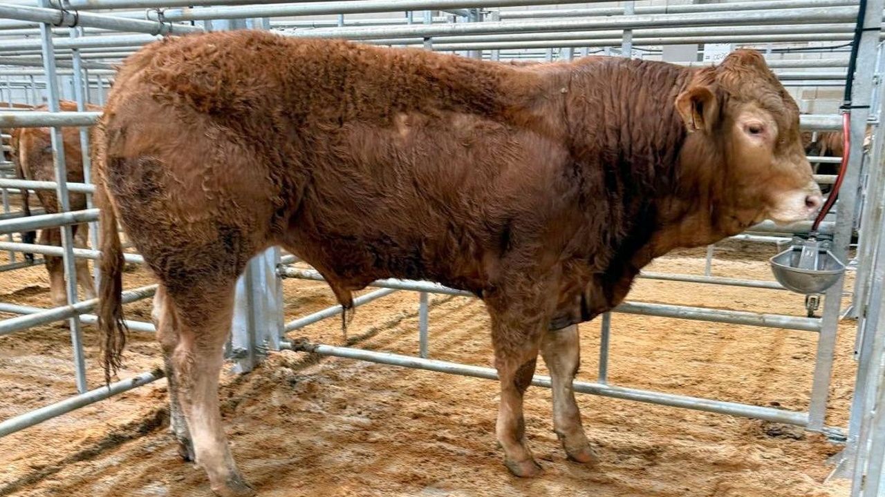 El ternero carnicero más caro de Silleda