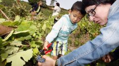 Turistas del Vi�ob�s participan en una vendimia en Vilach� de Salvadur, en una imagen de archivo