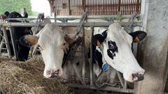 Imagen de archivo de unas vacas en una granja l�ctea de Galicia