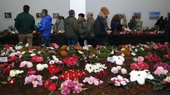 Boiro exalta este fin de semana la camelia