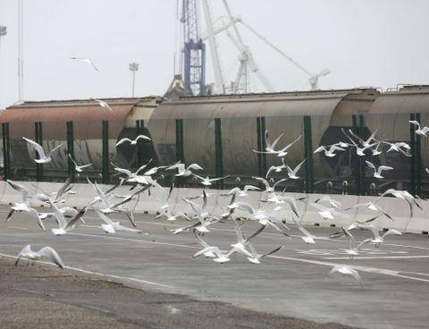 Sanmart�n indic� que el puerto atrae a una numerosa colonia de gaviotas que anida despu�s en la villa. 