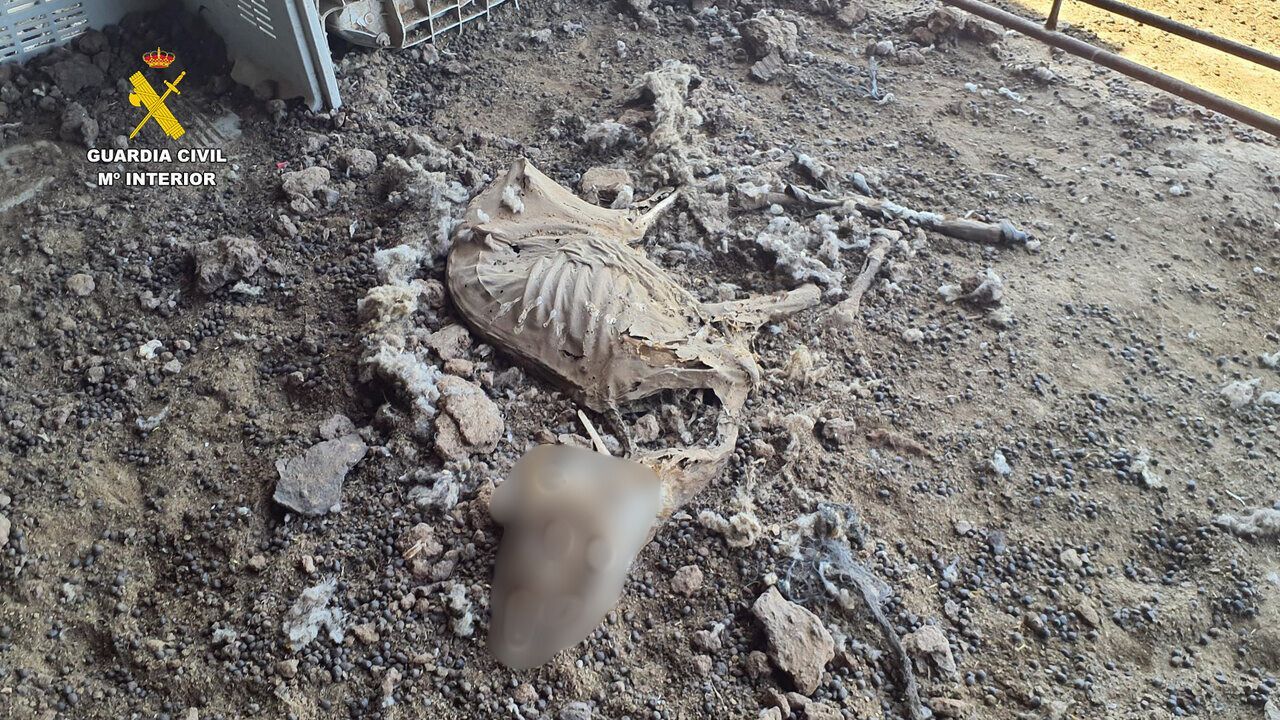 La Guardia Civil detiene a un granjero murciano por dejar morir de inanición 200 ovejas y cabras
