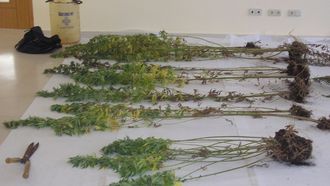Plantas de cannabis incautadas en el &aacute;rea de Ferrol, en una imagen de archivo.
