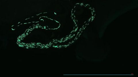 Espermatozoides marcados con prote&iacute;na fluorescente verde en el &oacute;rgano de almacenamiento de esperma de una mosca de la fruta hembra (Drosophila)