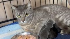 La gata reci�n parida con sus beb�s