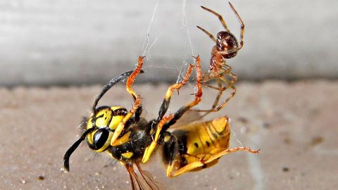 Una araña de jardín europea caza una avispa común, en Speyer (Alemania)