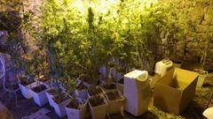 Imagen de archivo de una incautaci�n de plantas de cannabis en Galicia