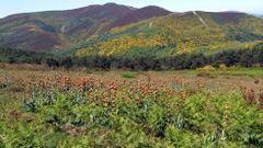 Poboaci�n de xanz� (en castel�n genciana), unha planta medicinal propia da flora da serra