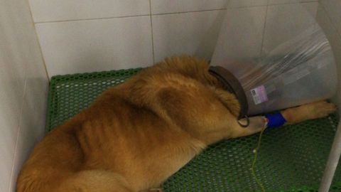 El perro, con claros s�ntomas de desnutrici�n