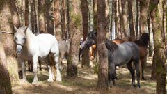 Feira do Poldro en A Ga�idoira (Muras), muestra de la abundancia de ganado equino en el municipio