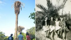A la izquierda, la palmera de entre 15 y 20 metros. A la derecha, una instant�nea tomada en 1940 de Conchita P�rez Bravo (segunda por la izquierda), junto a sus amigas