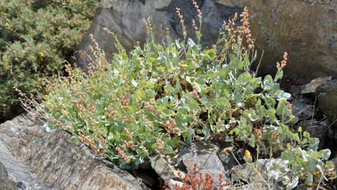 �Rumex scutatus� L. subs. �gallaecica� Lago. End�mica de la sierra de A Capelada, crece en roquedos y acantilados de ecoglitas y dunitas, y su estado es vulnerable por el tama�o de su poblaci�n. Sus principales amenazas son el pastoreo y las repoblaciones