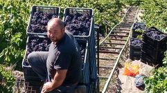 Alberto P�rez trabaja seis hect�reas de vi�edo y venda la uva a bodegas 