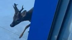 Un corzo en las instalaciones de Metalber, en el pol�gono de B�rtoa, en Carballo