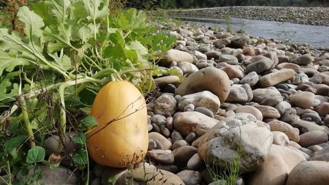 Una planta de calabazas en una cosecha del r�o Caudal