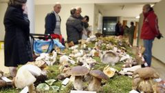 Cogomelos recollidos na contorna de Monforte nunha edici�n anterior das xornadas micol�xicas da asociaci�n Os Lactouros