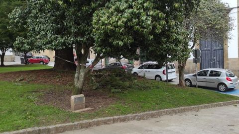 Ramas derribadas por el viento en Amboage (Ferrol)