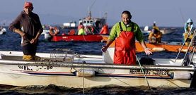 Los mariscadores vaticinan una campa�a p�sima, sin berberecho y sin apenas almeja en los arenales. 