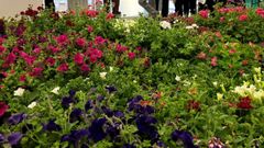 La Comisi�n Europea quiere concienciar a los ciudadanos de la importancia de cuidar las plantas