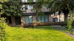 �rbol ca�do en la calle Pardo de Cela