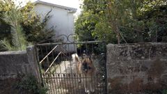 Seg�n los vecinos varios perros de gran tama�o custodian la unitaria de San Mauro