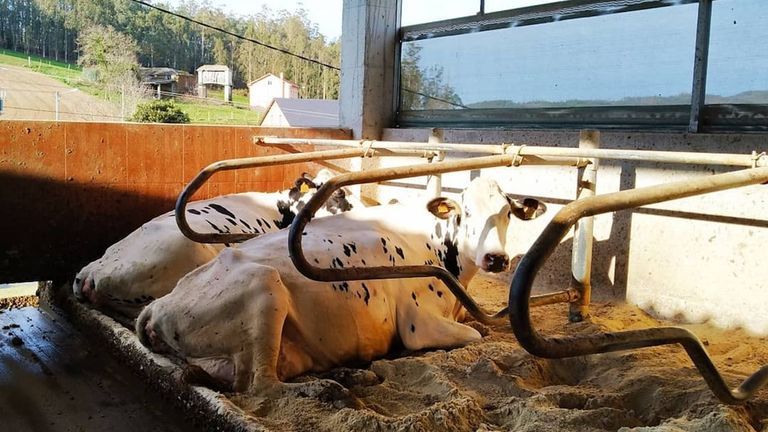 El bienestar animal es uno de los pilares que defienden en la ganader�a Manto�o Holstein