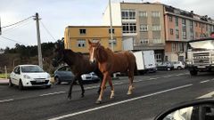 Caballos sueltos en Vilarrod�s-Arteixo