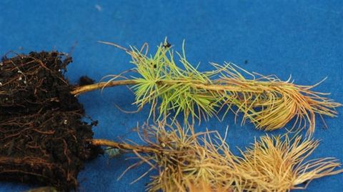 FUSARIUM CIRCINATUM. Es un pat�geno f�ngico conocido como el c�ncer del pino. En Galicia se hall� tanto en planta joven como en �rboles adultos. Ocasiona su debilitamiento y muerte.