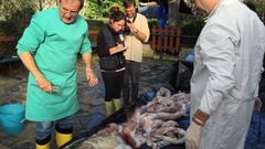 La autopsia al calamar gigante fue realizada en Luarca (Asturias), donde se encuentra el animal, por un equipo del IIM de Vigo y por miembros del Cepesma