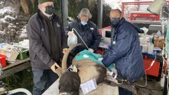 Los investigadores recogieron semen de los animales para tener un banco de germoplasma