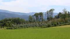 El eucalipto est� presente en varias zonas del interior de Lugo 