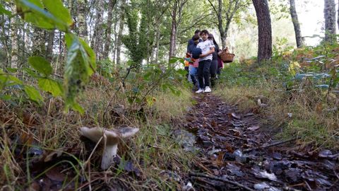 Actividad micolgica de los alumnos del CEIP Lagostelle, de Guitiriz, en Sete Muos