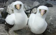 �Aves do norte ao sur� puede verse en Ribadeo. 