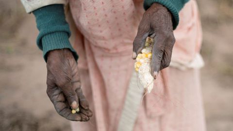 Una mujer intenta plantar maz en una huerta del sur de frica.