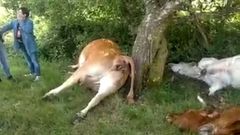 Un rayo mata cuatro vacas en el municipio Covelo