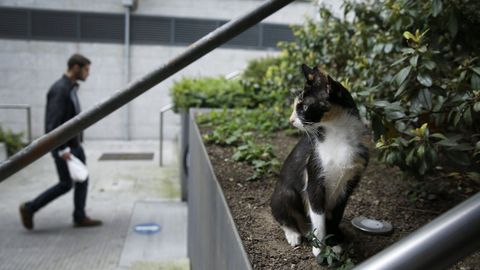 Imagen de archivo de un gato en la Falperra