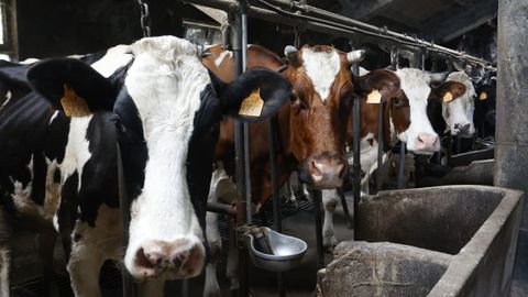 Vacas de leche en na explotacin lctea de la provincia de Lugo