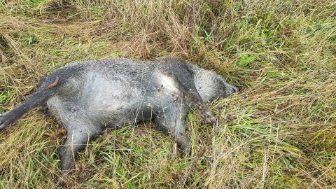 Uno de los jabal�es que apareci� muerto en una finca entre Cabue�es y Deva