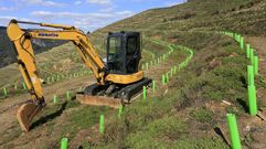 Plantaci�n de vi�edo de Adega do Castro entre Marce y At�n, en Pant�n