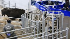 La apertura de la Granxa Experimental do Leite permite mejores pr�cticas a los alumnos de Veterinaria 