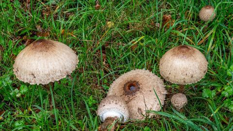 Ejemplares de cerrota (Macrolepiota procera) recogidos esta semana en los alrededores de Monforte
