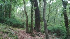 Terreno de la Sofor Monte de Candedo, de la que forman parte propietarios de Meira y de Riotorto.