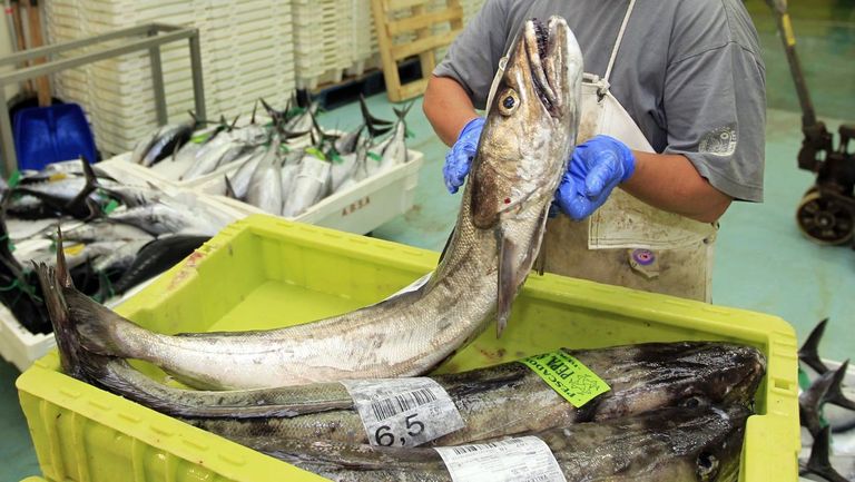 Todo apunta a que la flota gallega podr pescar menos merluza fresca, la Merluccius merluccius, la genuina europea