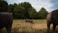Los porcos celtas, como los de la foto, se cr�an al aire libre en terrenos amplios, pero vallados