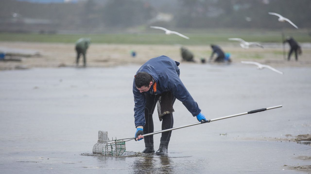 El BNG lleva al Parlamento la situación del marisqueo en Camariñas