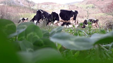 Asociaci�n Leche Ecol�gica Certificada